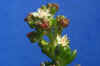 Crassula.jpg (20935 bytes)