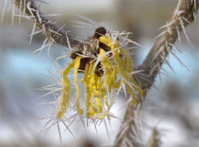 Ice fog