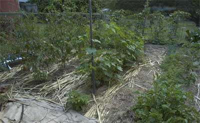 Garden with mulch